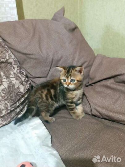 Британские котята девочки