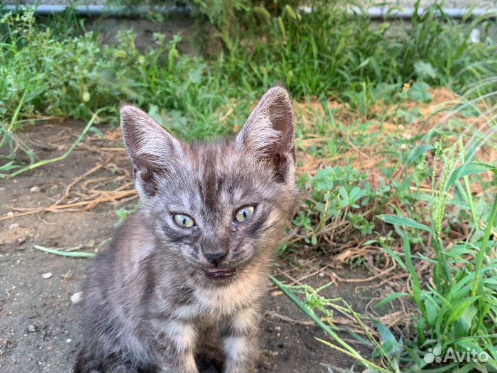 Котята в добрые руки бесплатно