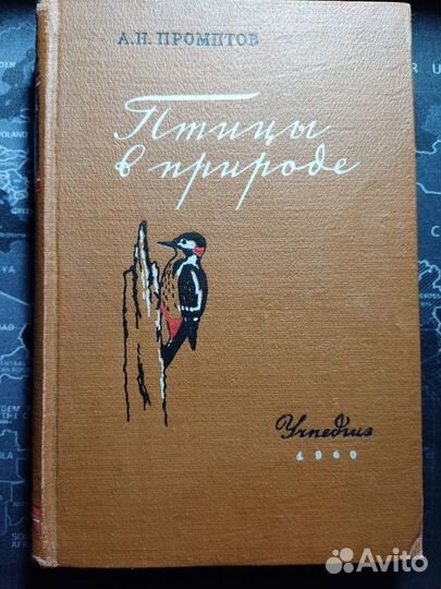 Птицы в природе. Дикие птицы