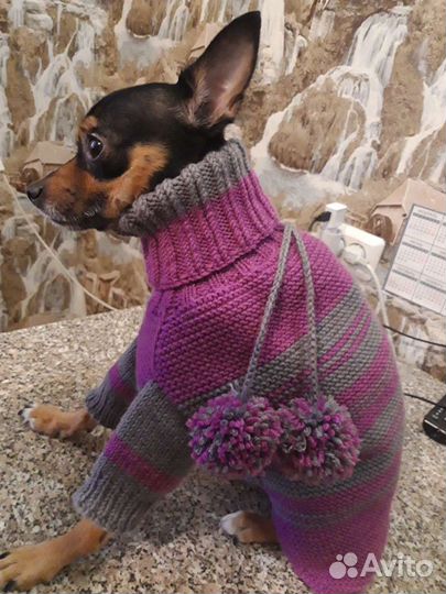 Одежда для собак