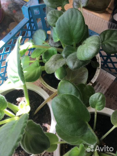 Цветущие фиалки