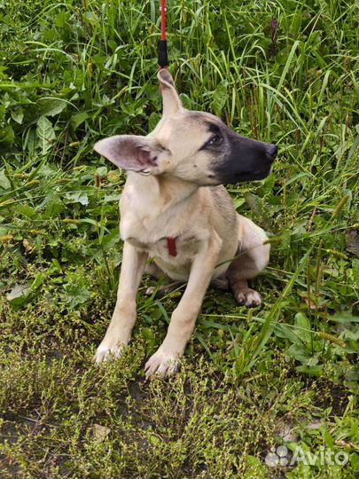 Щенки в дар