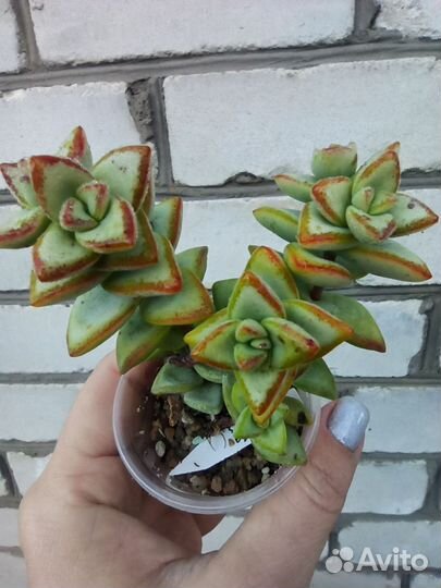 Суккуленты крассулы и другие