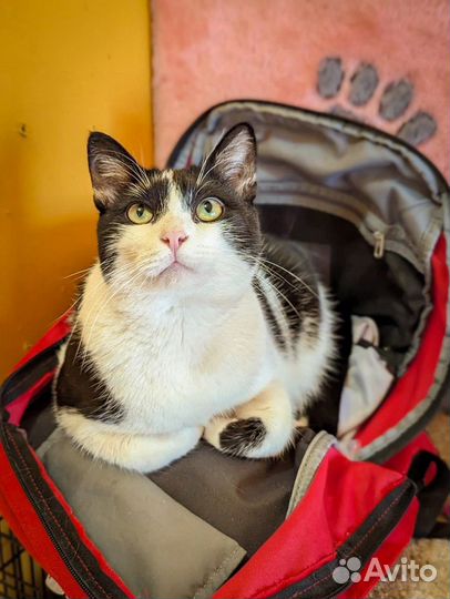 Кот в добрые руки