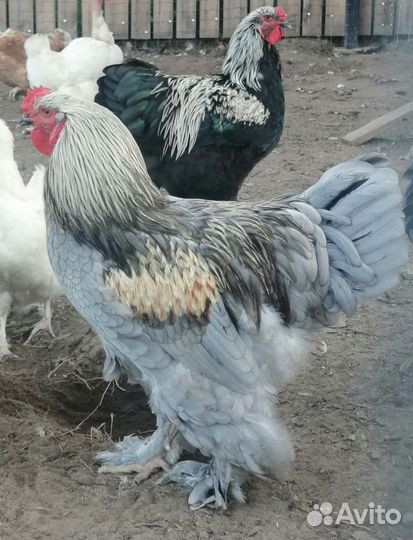 Петух брама