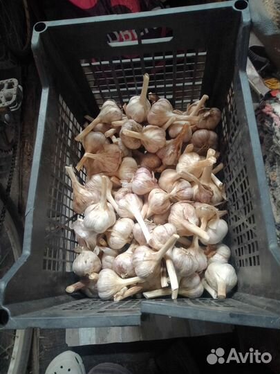 Чеснок