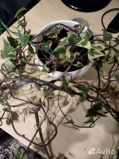 Плющ Хедера