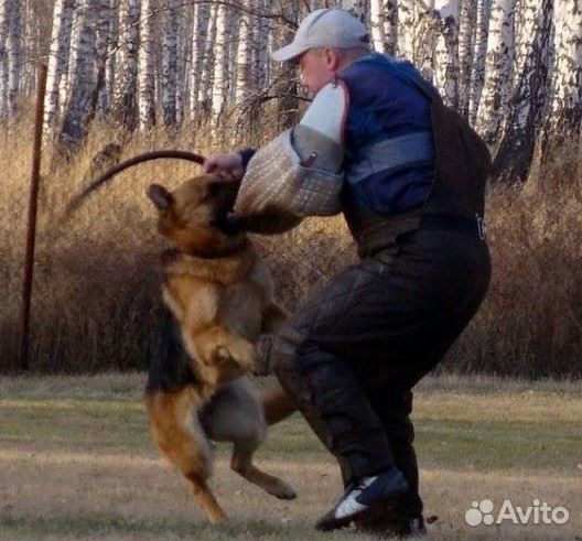 Дрессировка собак, Москва и Московская область