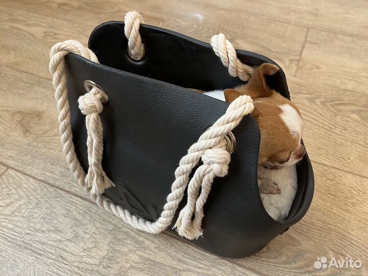 Сумка переноска для маленьких собак