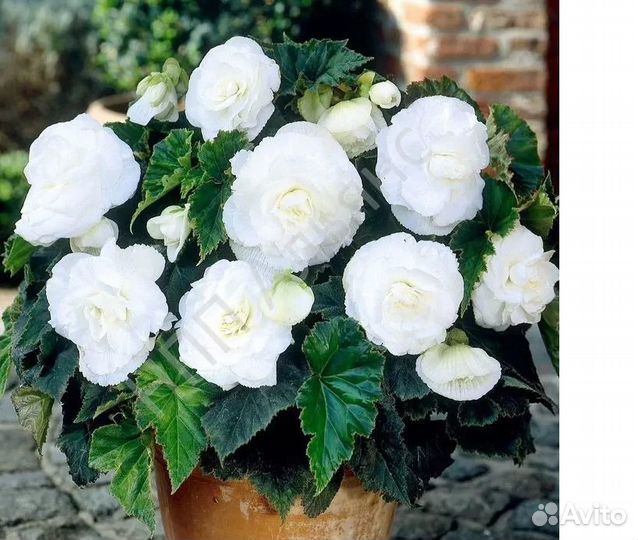 Оттона, бегония, крестовник Роули