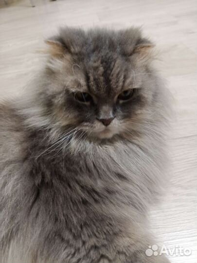 Кошачья шерсть