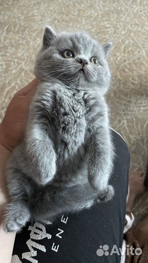 Британская короткошерстная (котята)