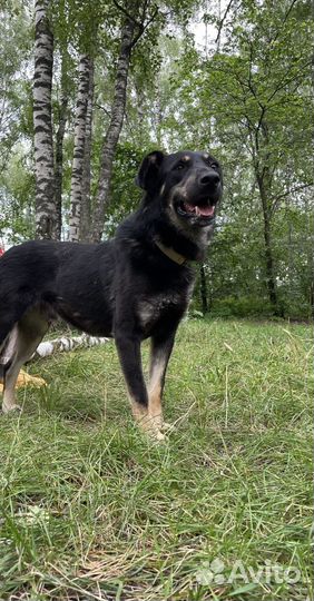 Собака из приюта мечтает о доме