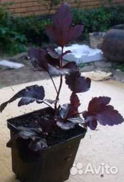 Кленолистный пузыреплодник бордовый