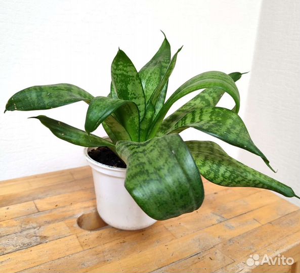 Сансевиерия Sansevieria Hahnii