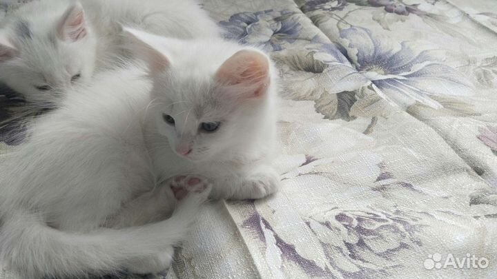 Турецкая ангора