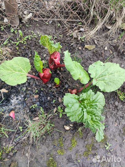 Ревень- корневище на отсадку