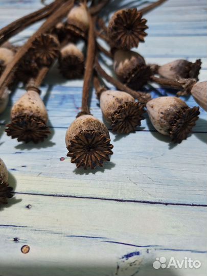 Декор,сухоцветы