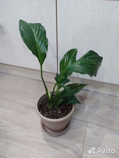 Спатифиллум