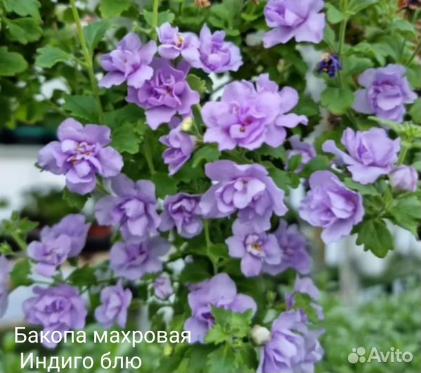 Рассада бакопы