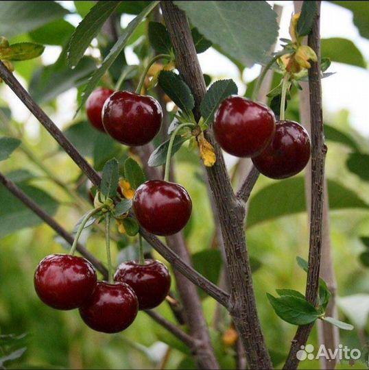 Саженец вишни