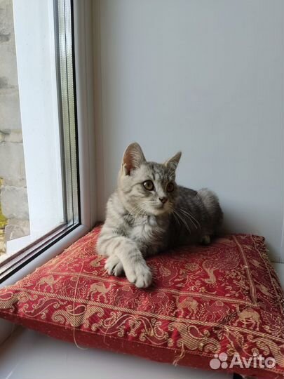 Котенок Гоша
