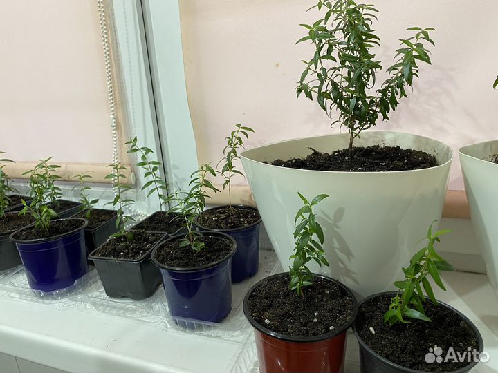 Комнатные цветы Мирт