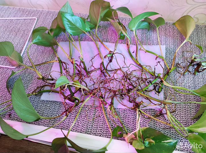 Сциндапсус