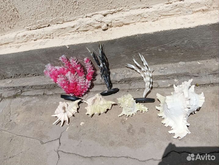 Коралл балянус