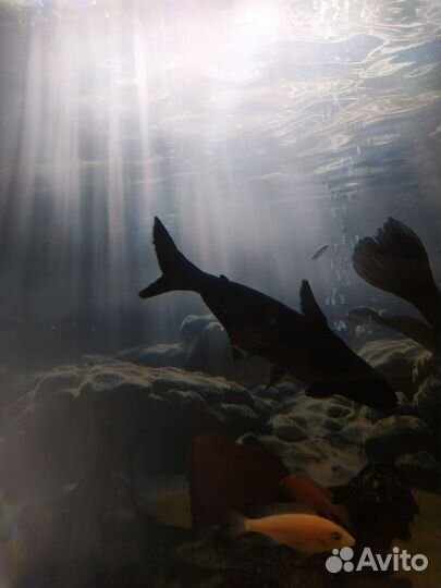 Аквариумные рыбки