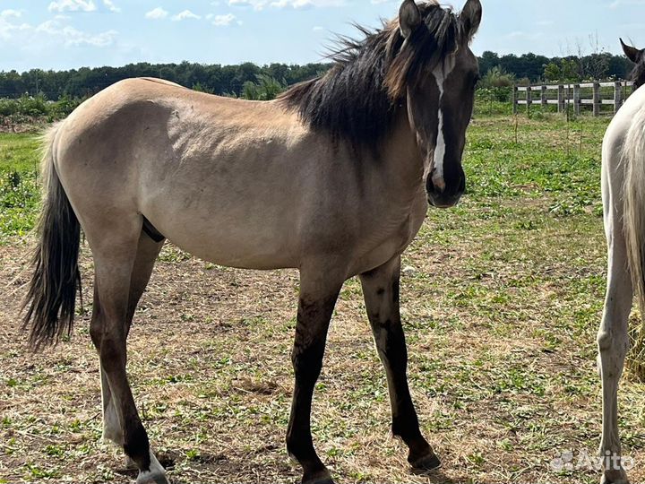 Жеребчик вятской породы