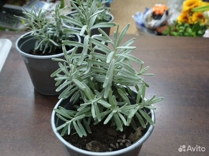 Лаванда саженцы