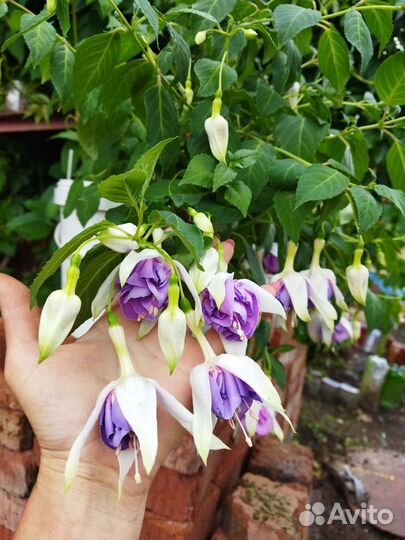 Черенки фуксии -срез