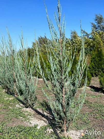 Саженцы декорация