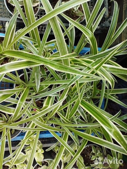 Хлорофитум, традесканция, плектрантус, аптения