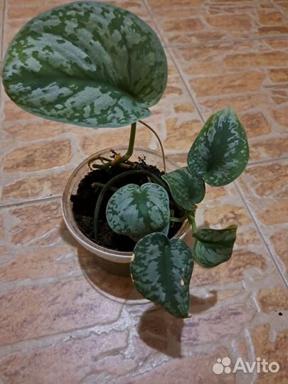 Сциндапсус треби