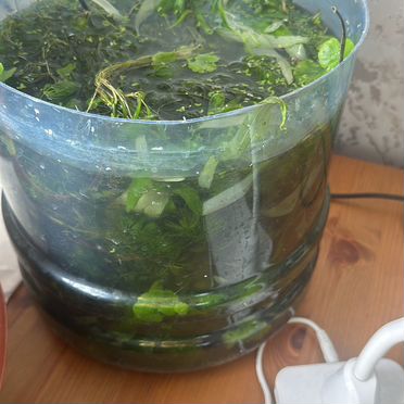 Аквариумные растения прополка