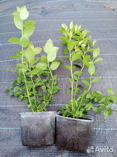 Голубика саженцы 2х летки зкс