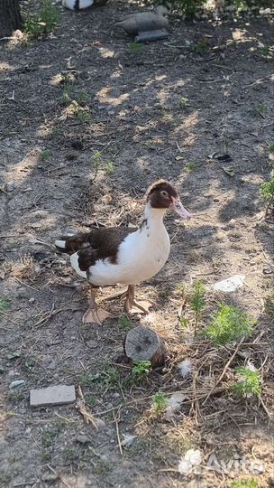 Мускусные утки индоутки