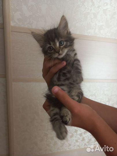 Кошка в дар
