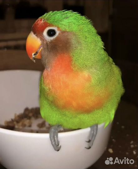 Попугай неразлучники с клеткой в дар
