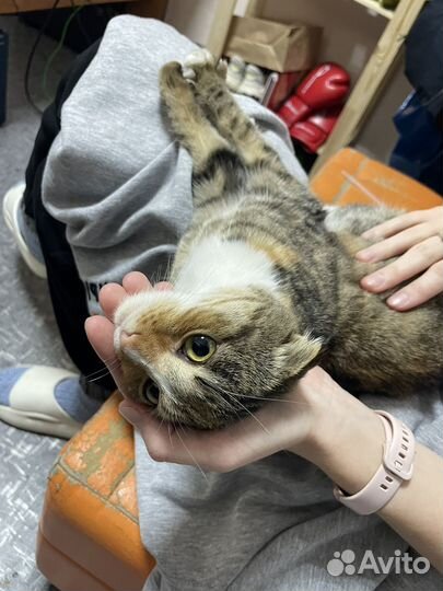 Найдена кошка во 2 Иркутске
