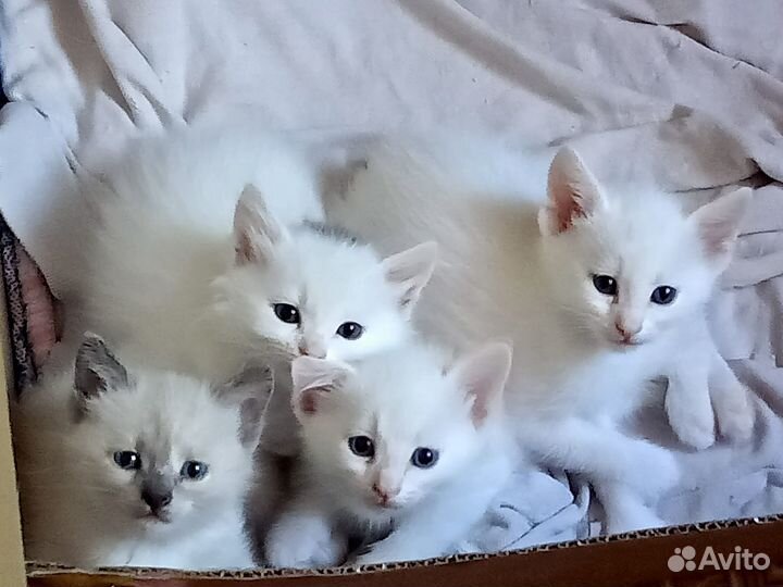 Котята в добрые руки