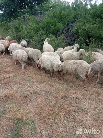 Овцы барашки ягнята