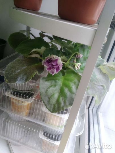 Сенполия