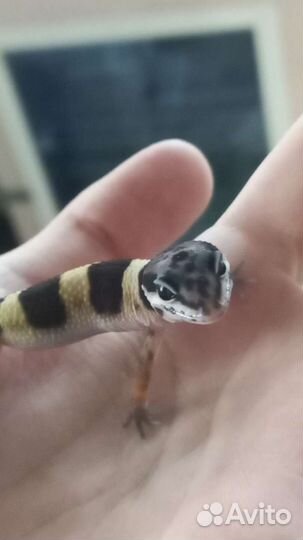 Эублефар самец