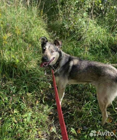 Замечательная девочка