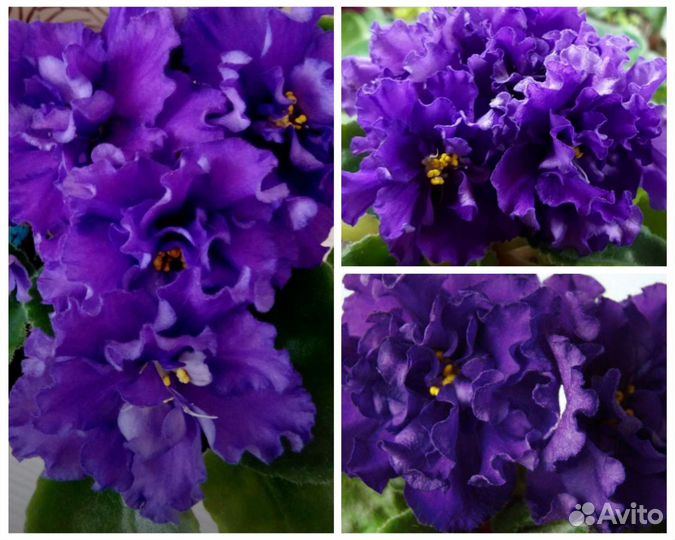 Только для цветов