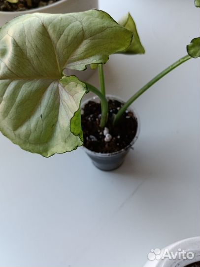 Сингониум неон, серый призрак, манго алюжн