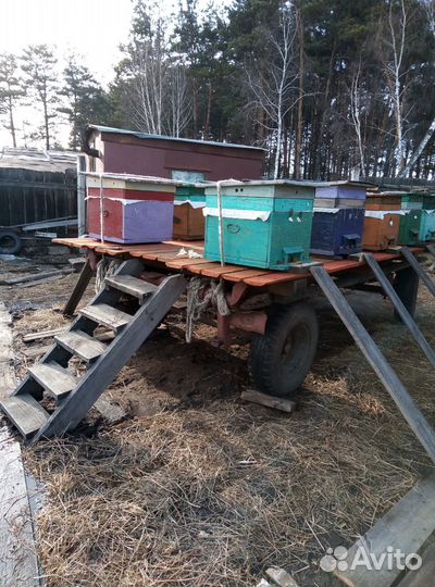 Продам пчёл на высадку